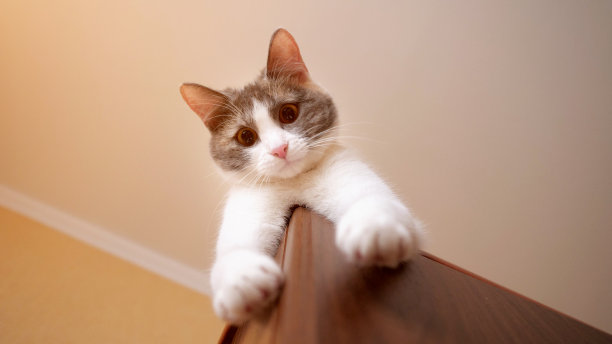 猫躺在壁橱上图片下载