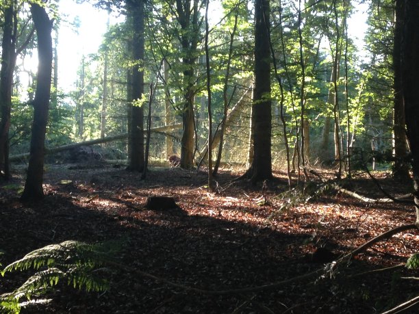 英国笼罩森林图片下载