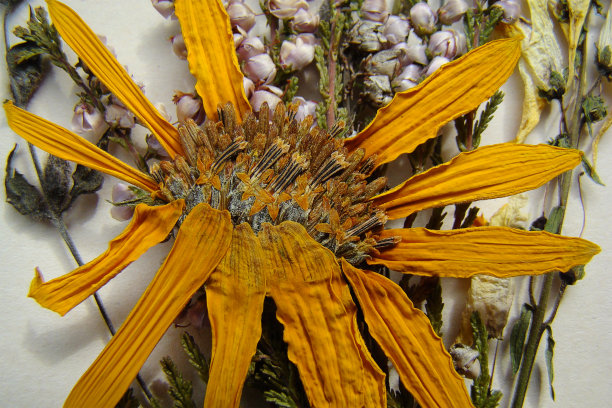 一束美丽的干花。图片下载
