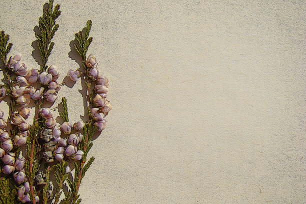 植物背景图片与石南在背景纸上。图片下载