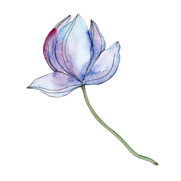 蓝色紫色的植物花。水彩背景插图集。孤立的荷花插图元素。图片下载