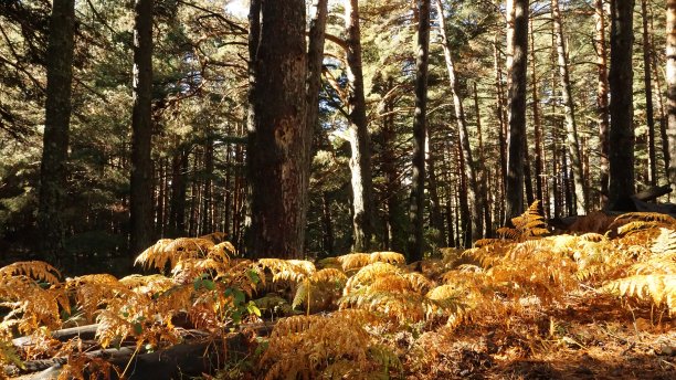 金计划和福雷斯特树图片下载