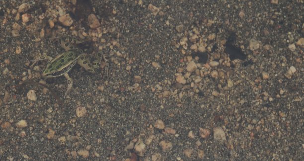 水下的北美豹蛙图片下载