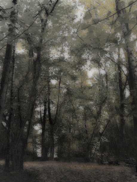 童话般的森林空地图片下载