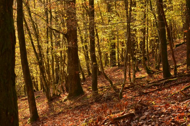 Automn森林图片下载