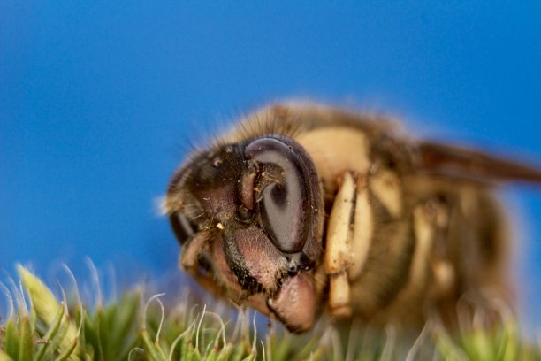 蜜蜂的特写图片下载