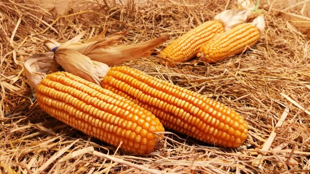秸秆玉米干图片下载