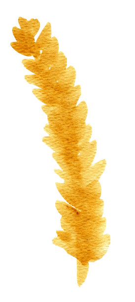 Spica黑麦，小麦为稻草娃娃套装。手绘水彩插图在纸上。图片下载