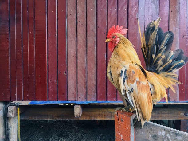 农场里的鸡图片下载