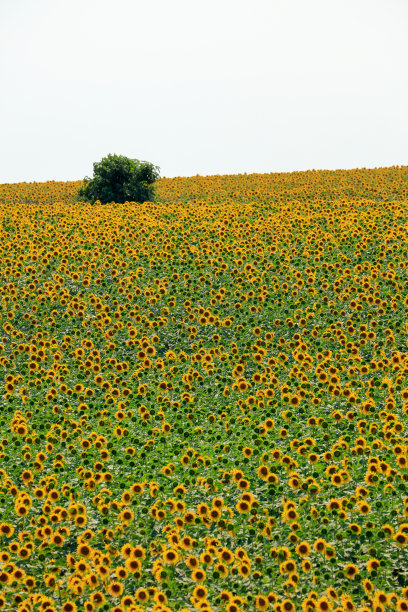 夏天的向日葵田图片下载