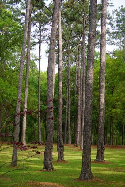 松树阿甘图片下载
