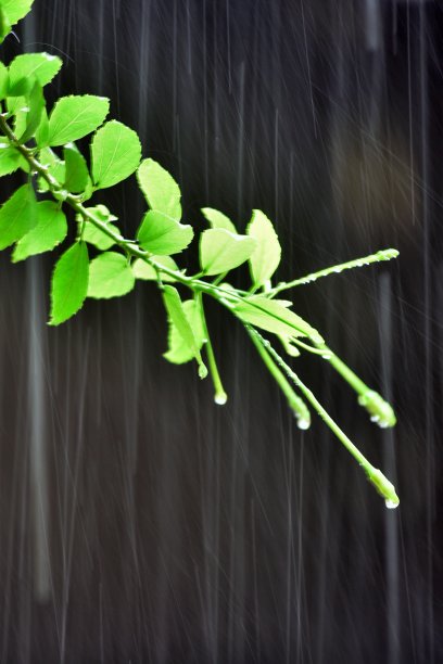 木槿分支图片下载