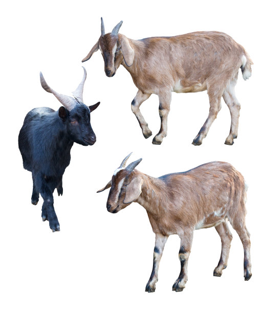 三只山羊孤立在白色上图片下载