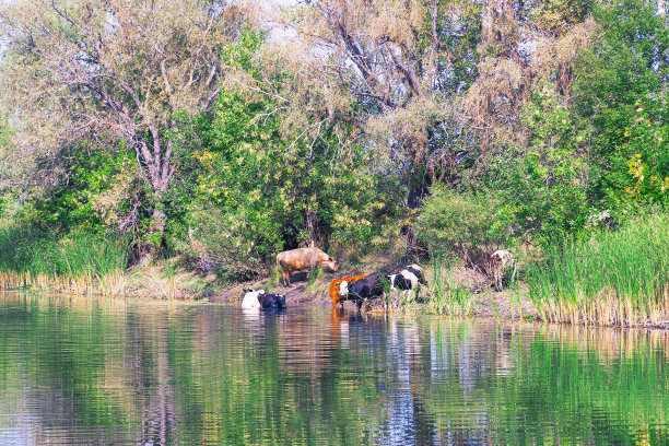 牛在热天站在水里图片下载