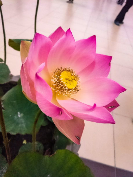 莲花开花图片下载