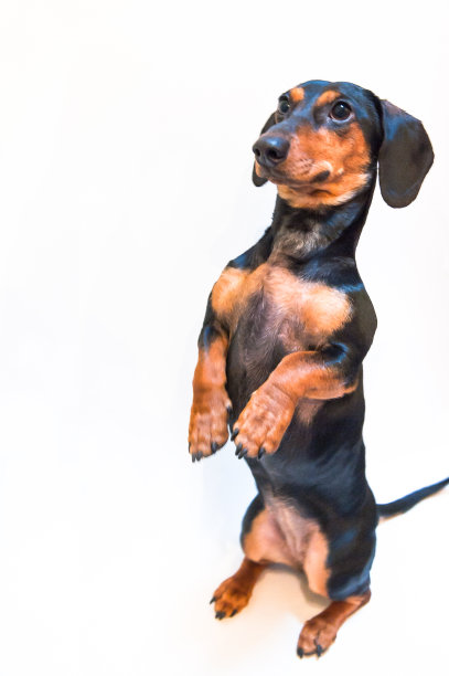 乞求食物图片下载