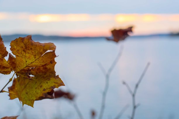 树叶预示着一个湖图片下载