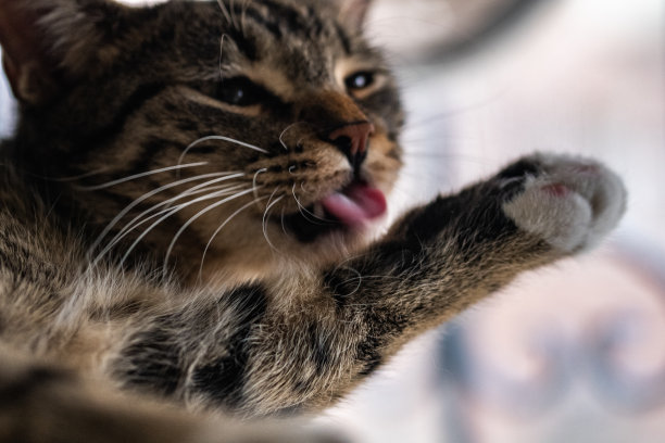 一只猫正在吐舌头图片下载