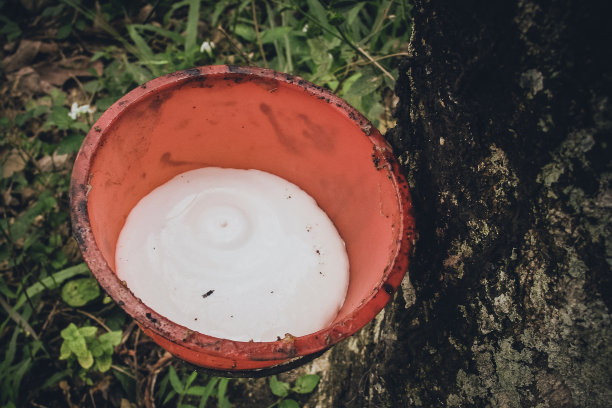 橡皮树图片下载