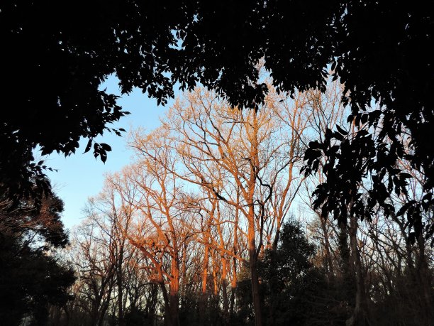 大自然的窗口。春天。每年的早晨。日出。图片下载