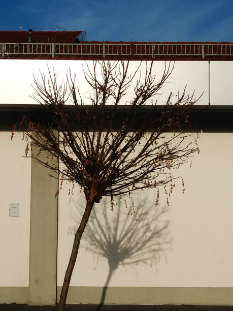 小的无叶树和阴影的抽象视图图片下载