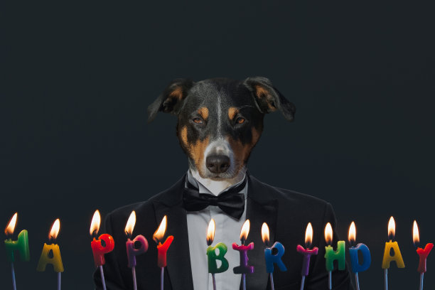 狗狗穿着西装庆祝他的生日派对图片下载