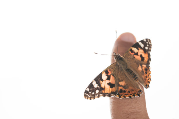 蝴蝶在手指图片下载