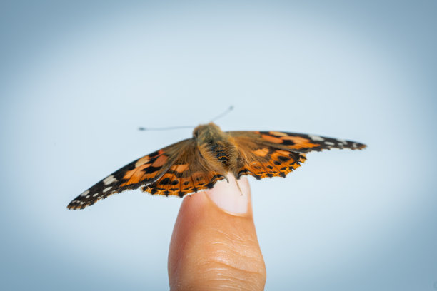 蝴蝶在手指图片下载