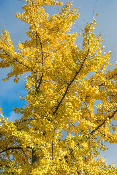 银杏树在黄色的秋叶映衬下湛蓝的天空图片下载