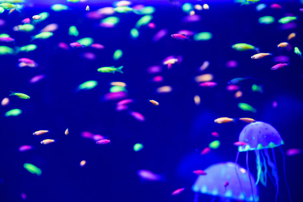 美丽的水母，水母在霓虹灯下与鱼儿嬉戏。水族馆里有蓝色的水母和很多鱼。用畜栏和海洋野生动物制作水族馆。海洋水母中的水下生物。图片下载