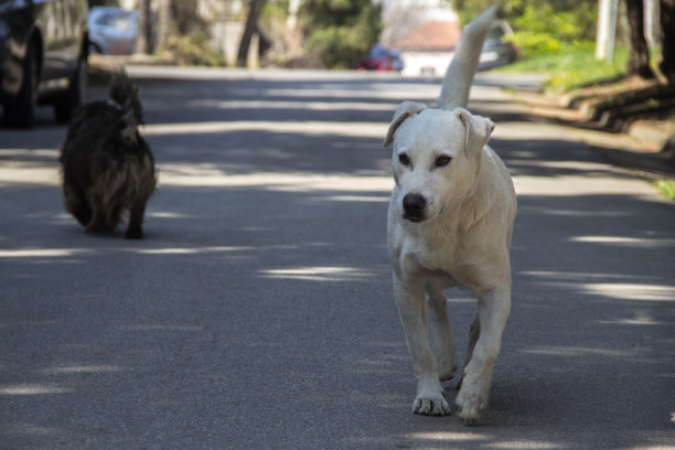 街上的白色流浪狗图片下载
