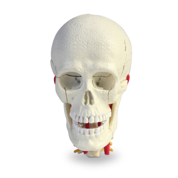 人类头骨模型图片下载