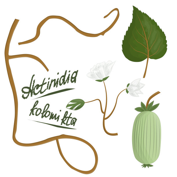 植物猕猴桃元素用于植物装饰。白色花，绿叶，藤本植物的茎，果，类似猕猴桃。所有这些都在白色的背景上，上面有植物的名字。图片下载