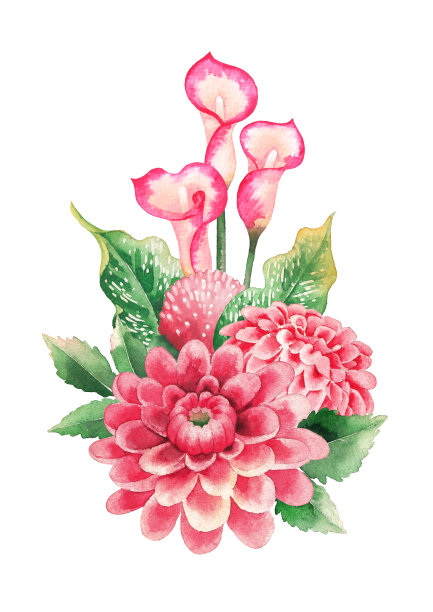 水彩画大丽花和马蹄莲花图片下载