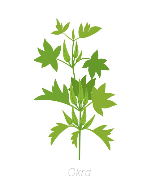 秋葵。收获的蔬菜。现esculentus。农业种植植物。绿色的树叶。平面矢量颜色插图剪贴画。图片下载