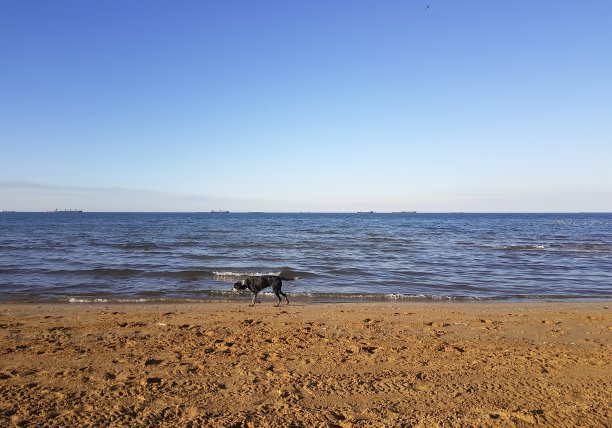 在海滩上遛狗图片下载