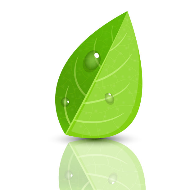 真实的绿叶与水滴在它的矢量设计插图孤立的白色背景图片下载
