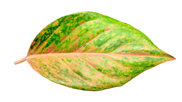 绿色和黄色的叶子孤立在白色背景与修剪路径。图片下载
