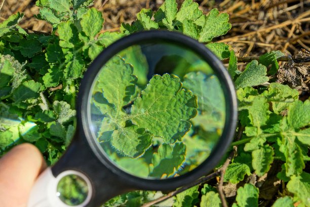 一个巨大的黑色放大镜增加了户外植物的绿叶图片下载