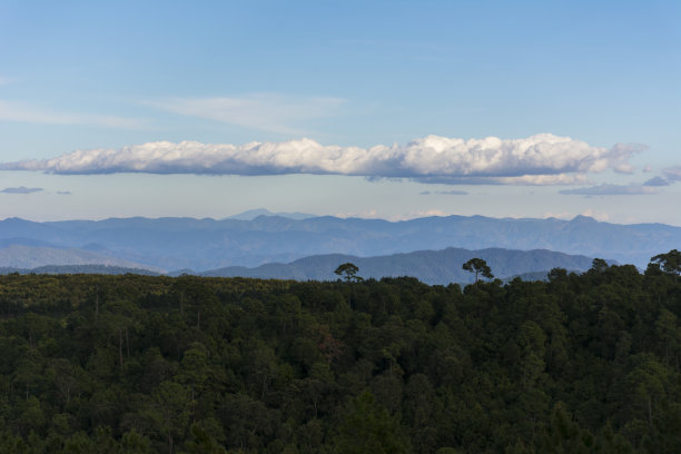 森林上空乌云密布。图片下载