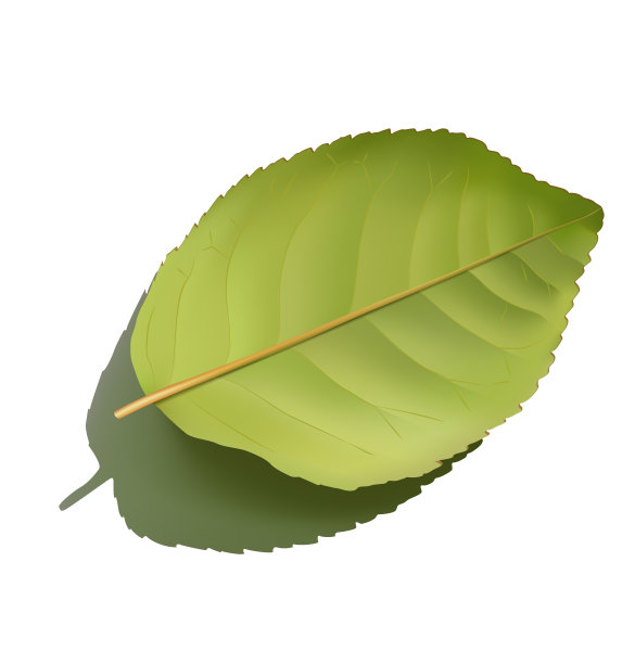 绿色的叶子在白色背景与现实的阴影。图片下载