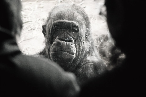 悲伤的大猩猩图片下载