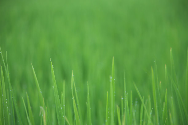 水稻叶片图案背景。图片下载