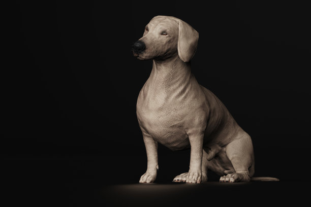 腊肠狗3d渲染图片下载