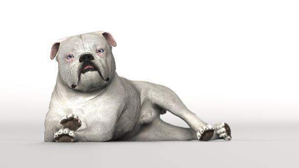 英国斗牛犬铺设白色背景3d渲染图片下载