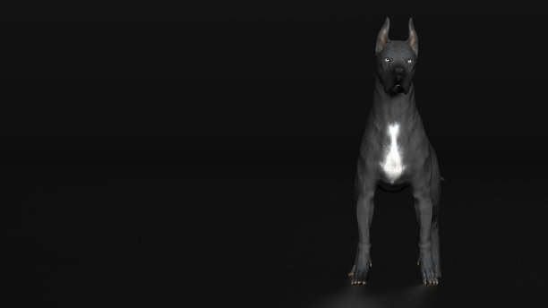 大丹犬全身frint视图姿态在黑色背景3d渲染图片下载