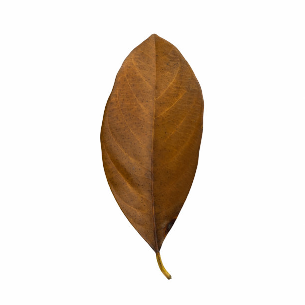 干树叶孤立图片下载