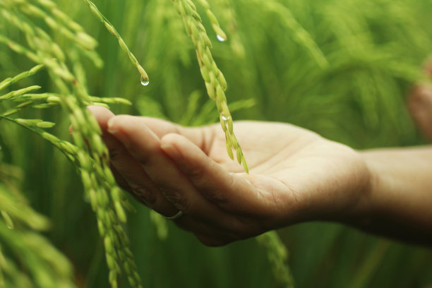 清晨稻田露珠在手上图片下载