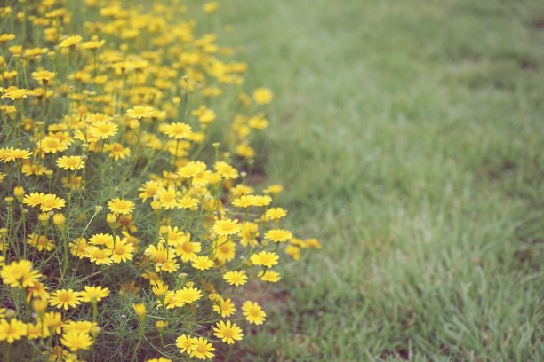 黄色野雏菊种植纹理背景图片下载