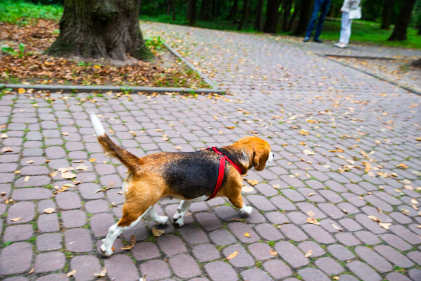 在城市公园散步的比格尔犬图片下载